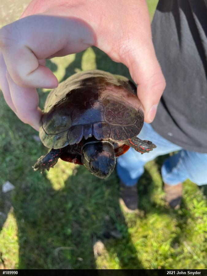 Painted Turtle