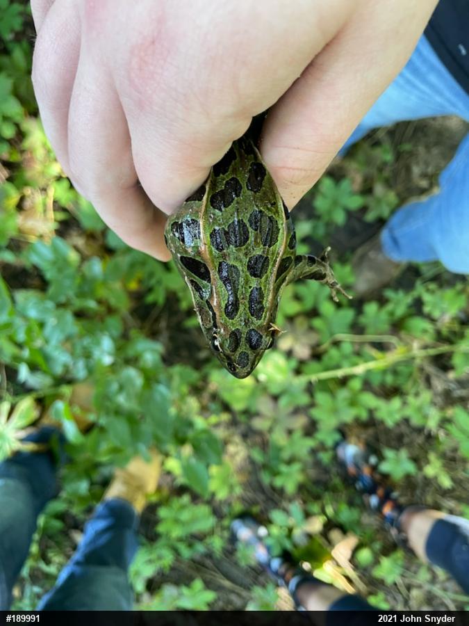 Northern Leopard Frog