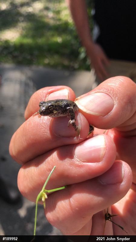 Unknown Gray Treefrog