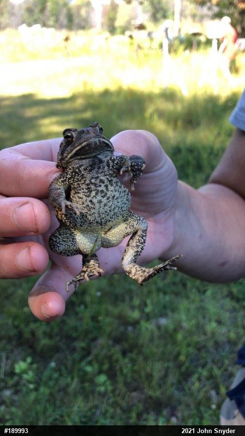 Eastern American Toad