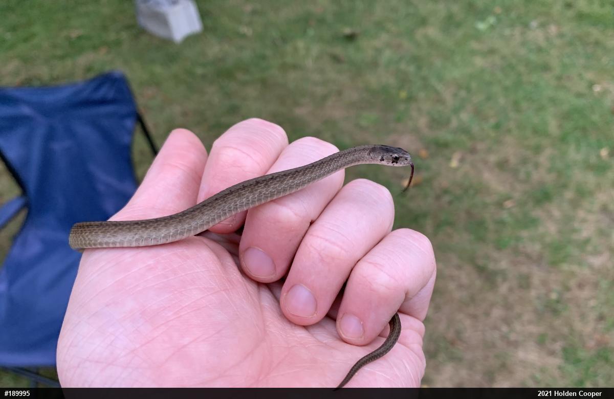 Dekay's Brownsnake