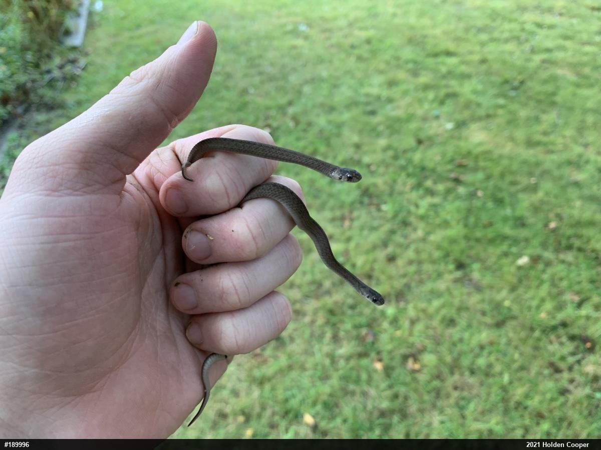 Dekay's Brownsnake