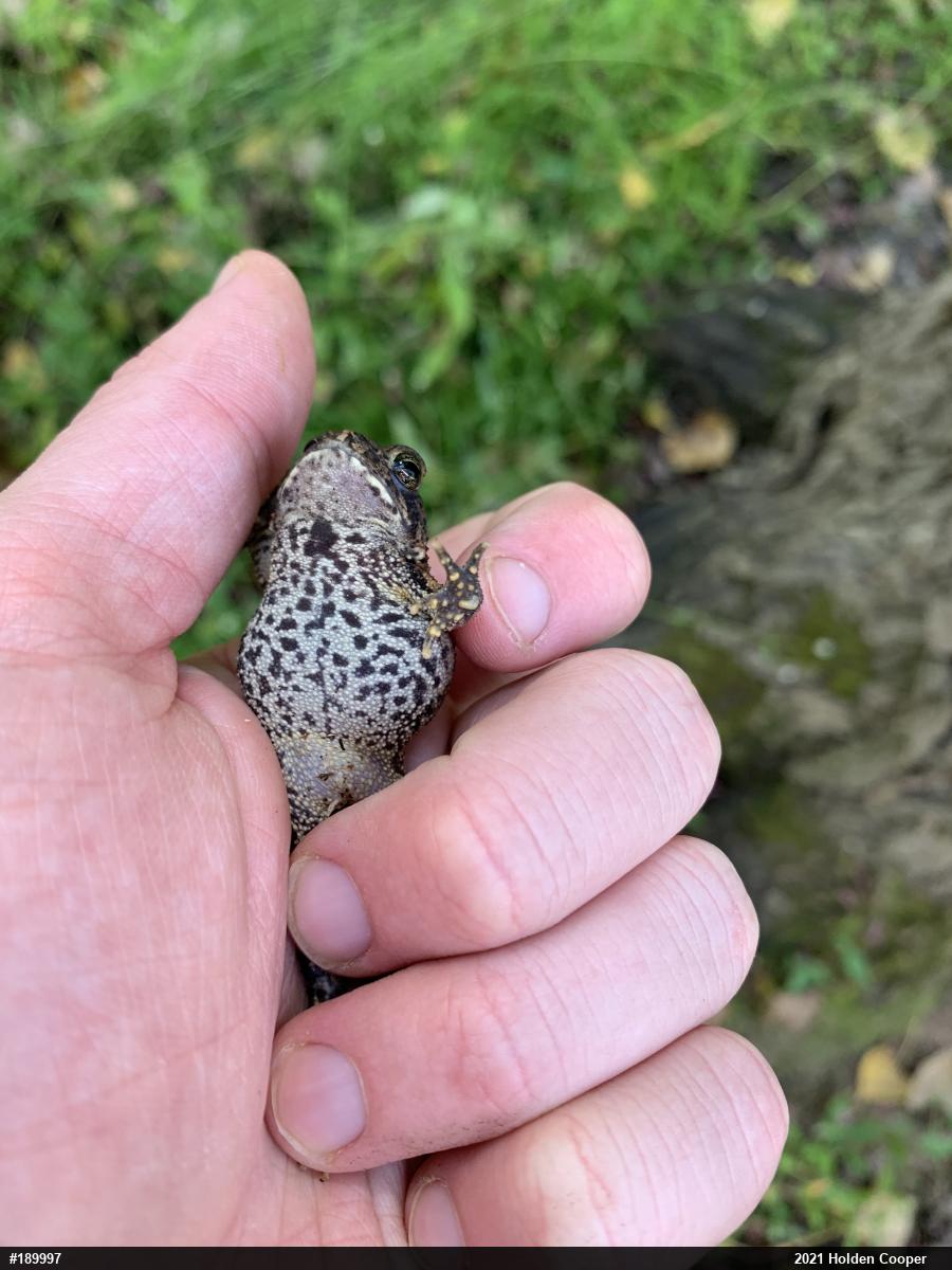 Eastern American Toad