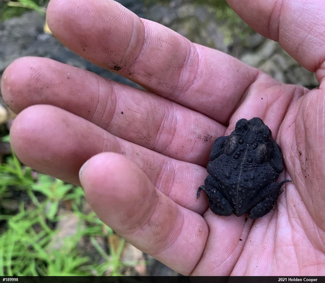 Eastern American Toad