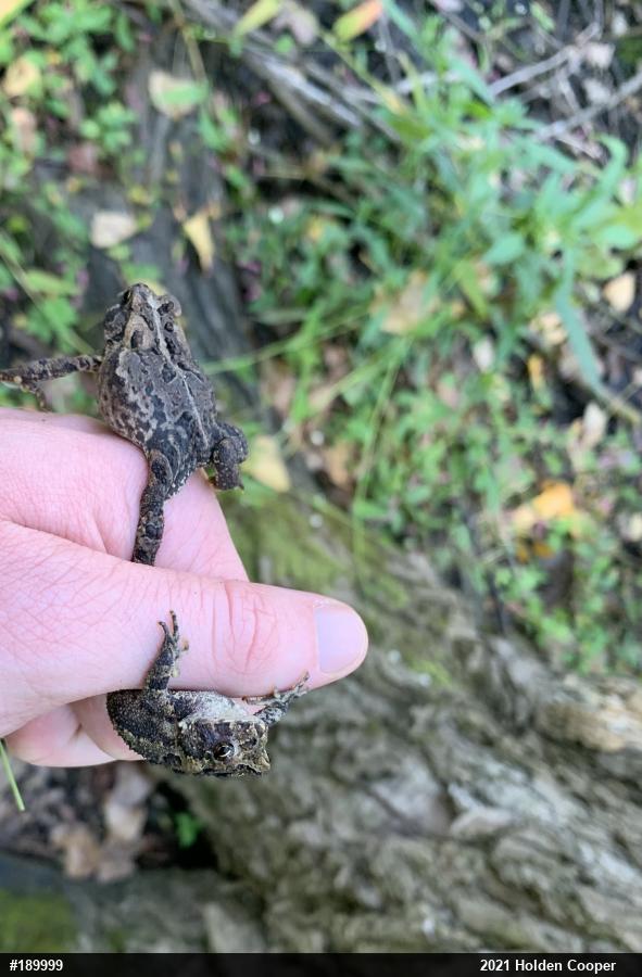 Eastern American Toad
