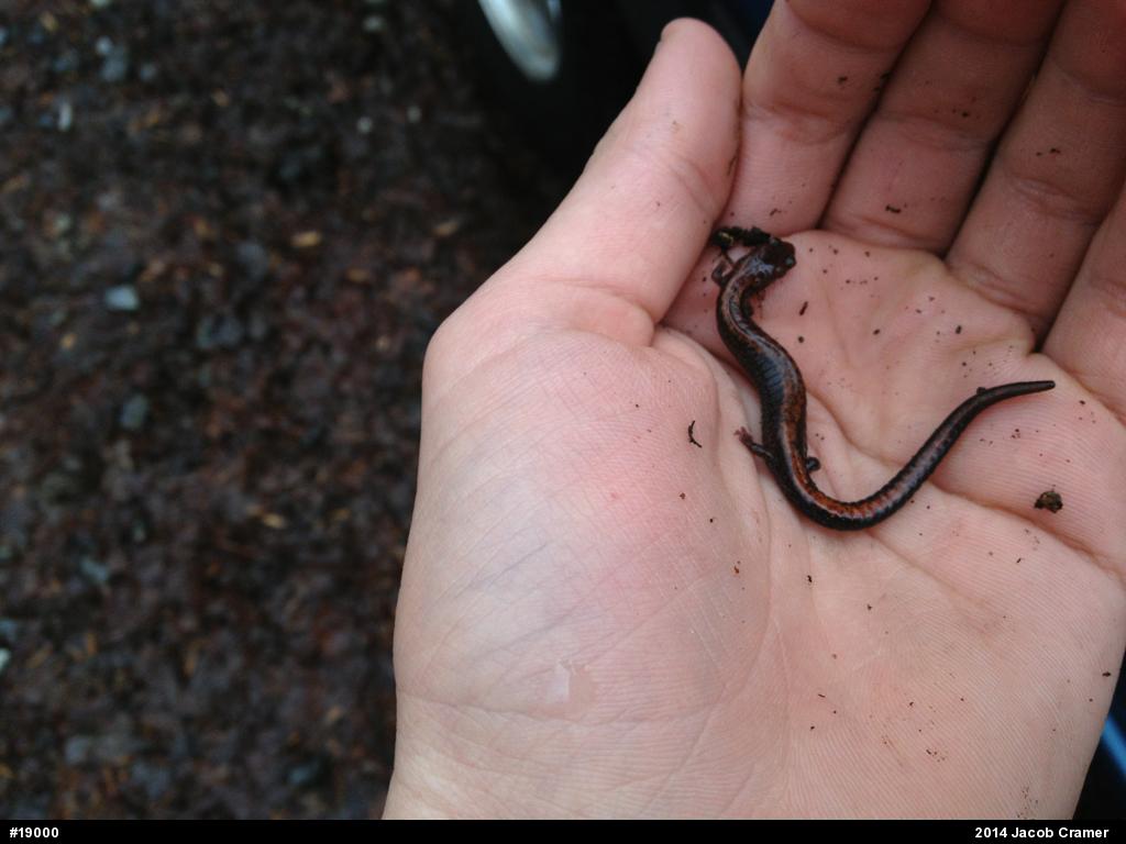 Eastern Red-backed  Salamander