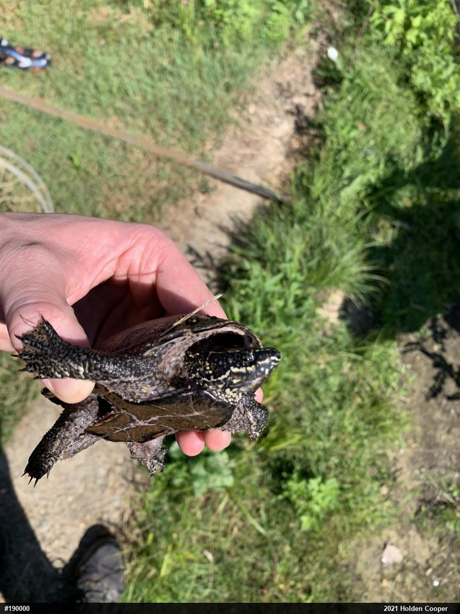 Eastern Musk Turtle