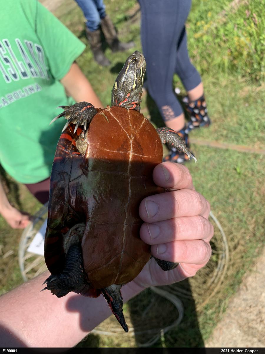 Midland Painted Turtle