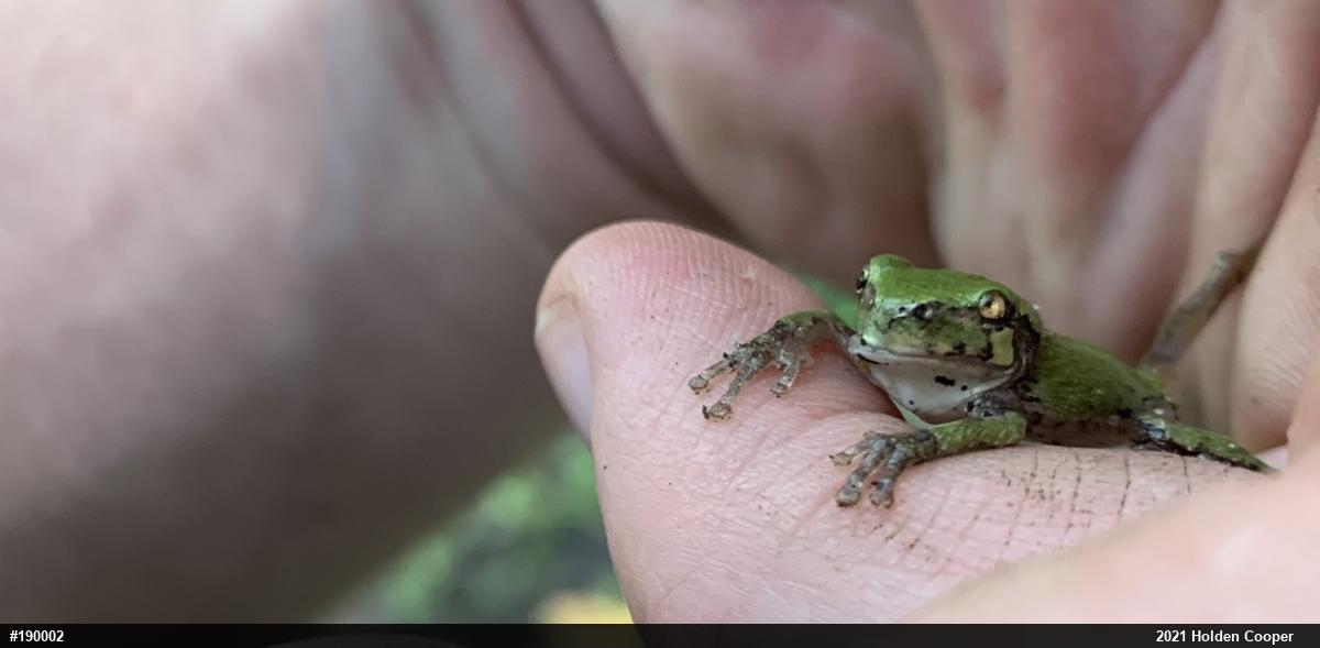 Unknown Gray Treefrog