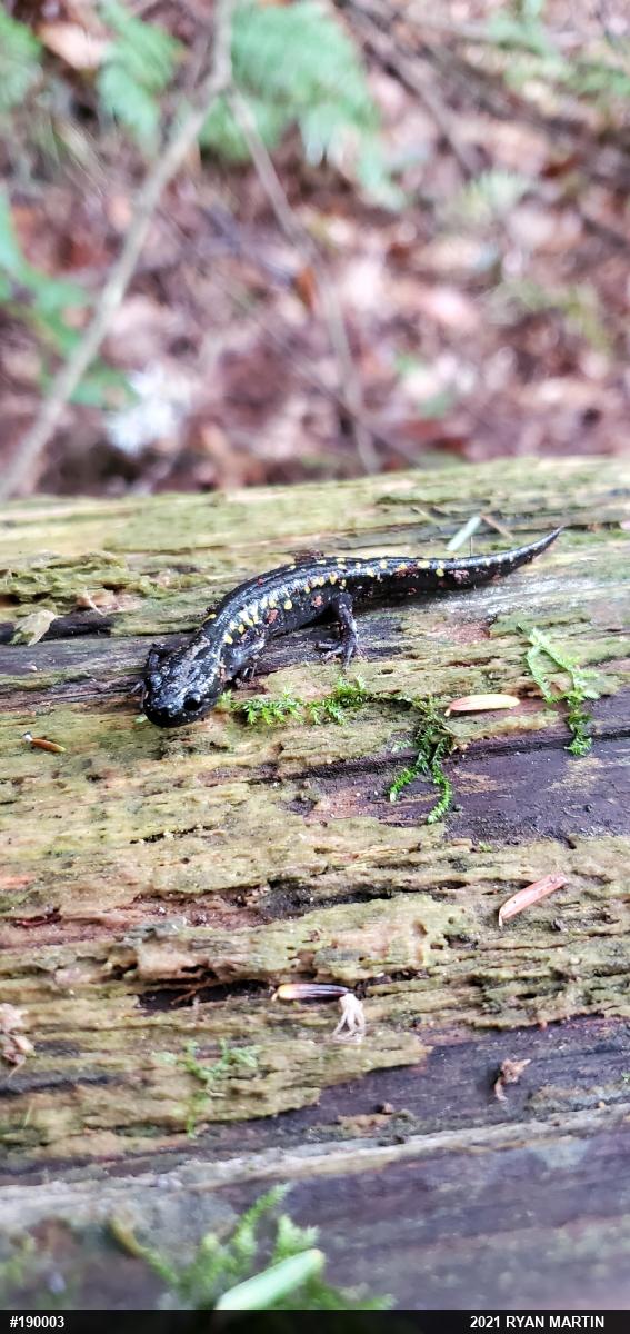 Spotted Salamander