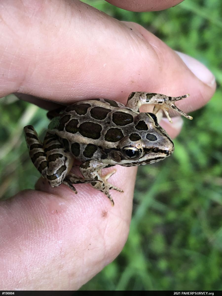 Pickerel Frog