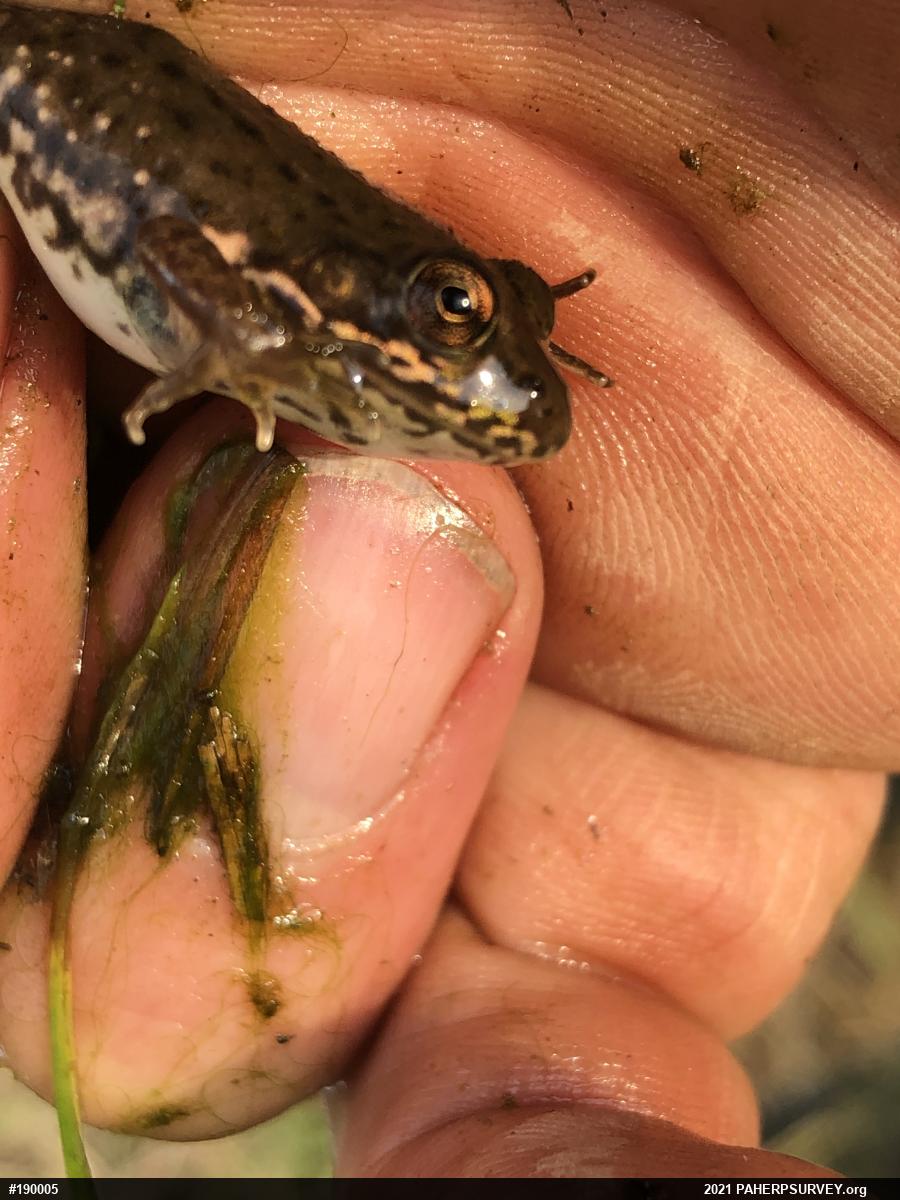 Green Frog