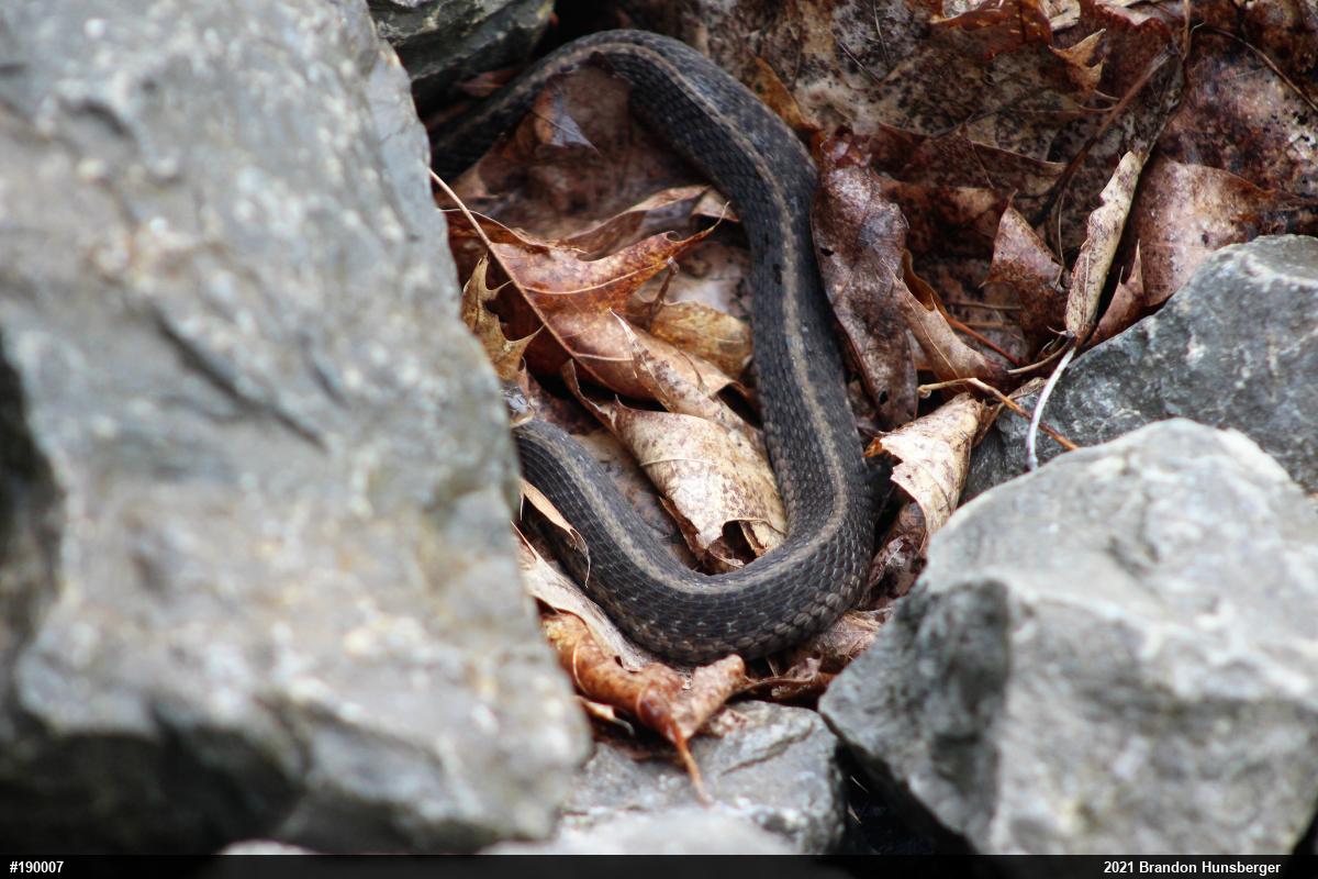 Eastern Gartersnake