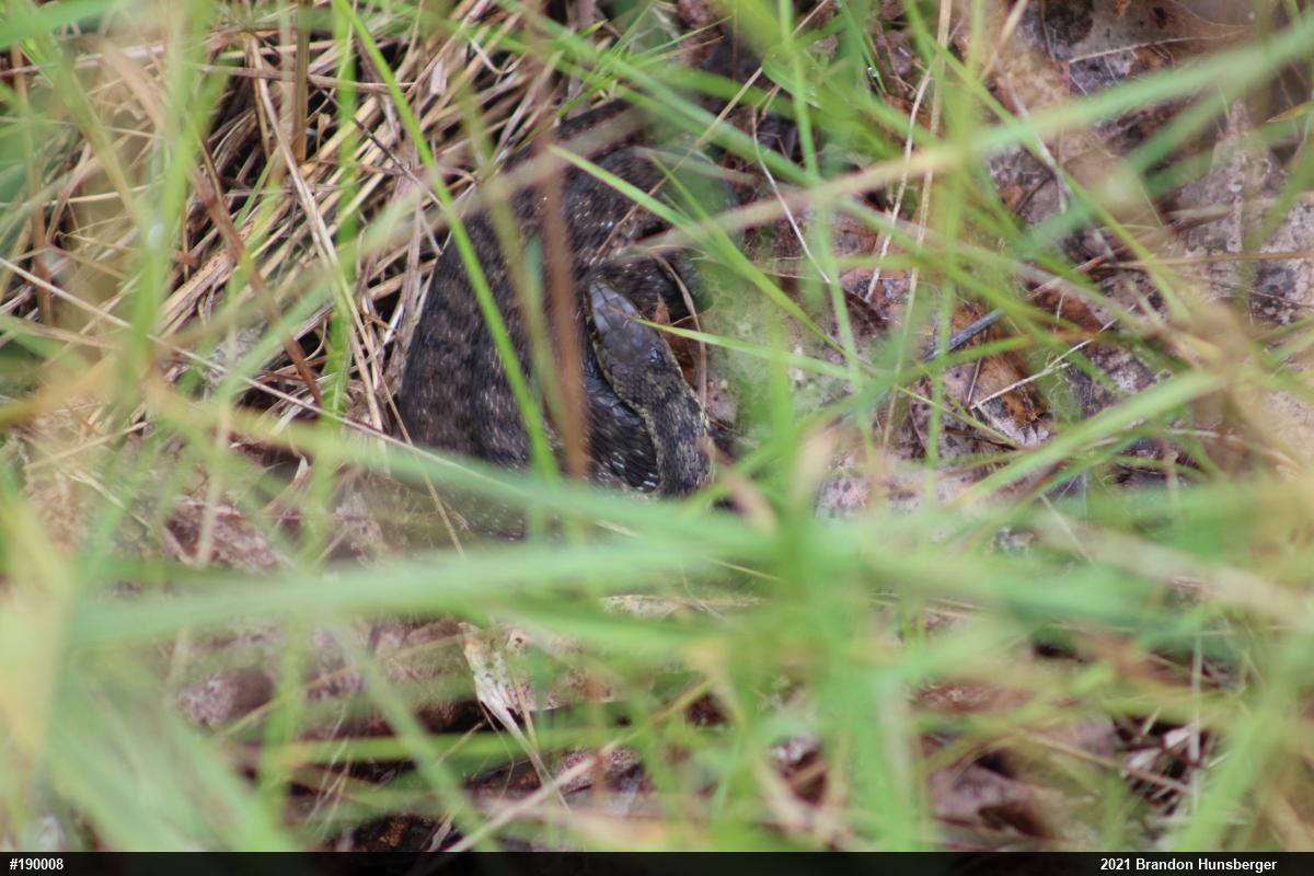 Eastern Gartersnake