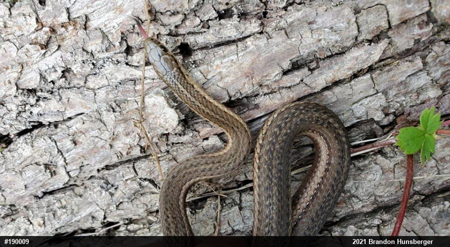 Shorthead Gartersnake