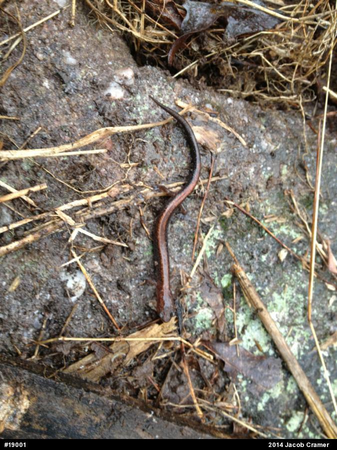 Eastern Red-backed  Salamander