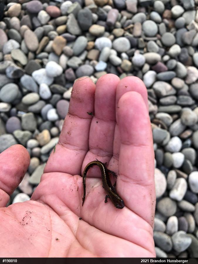 Allegheny Mountain Dusky Salamander