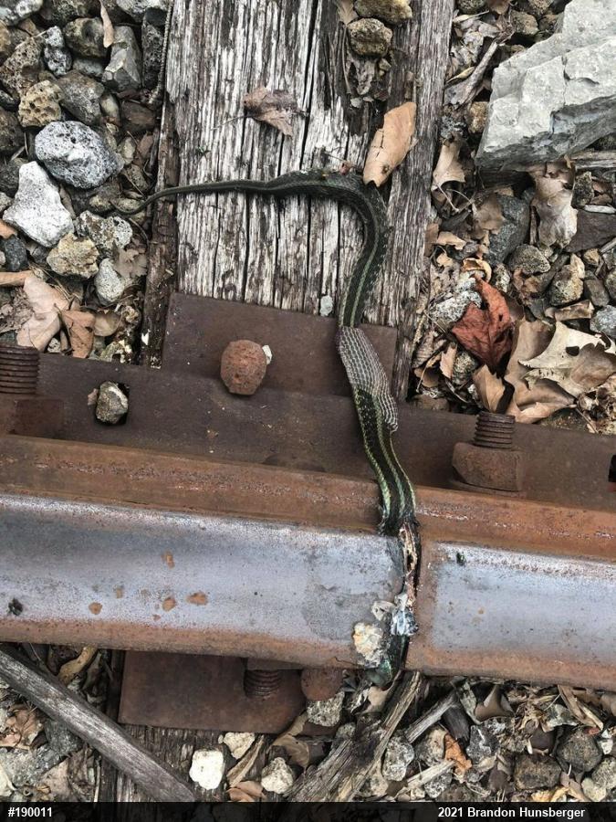 Eastern Gartersnake