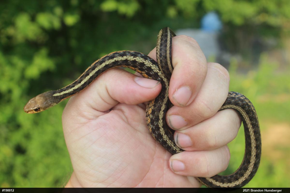 Eastern Gartersnake