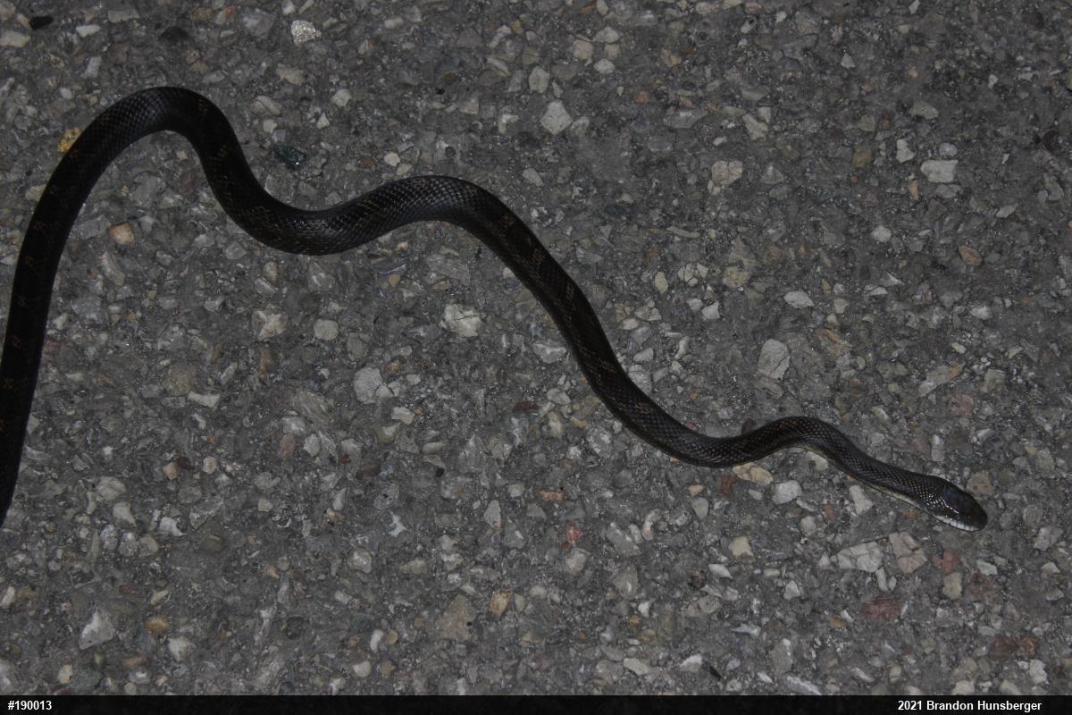 Eastern Ratsnake