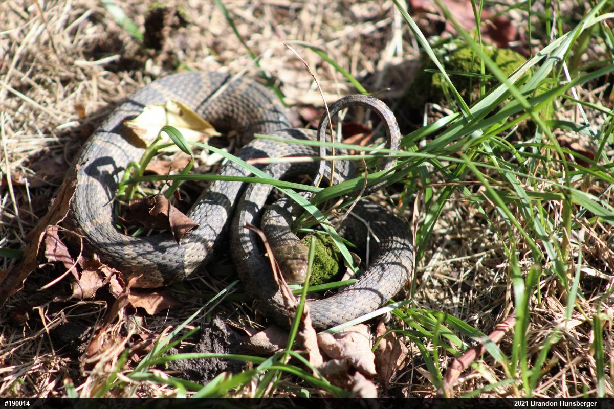 Northern Watersnake