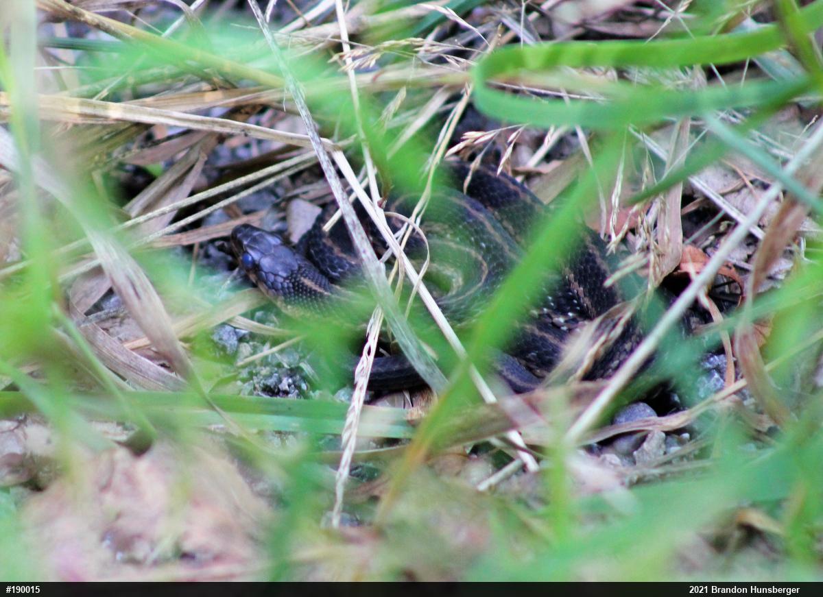 Eastern Gartersnake
