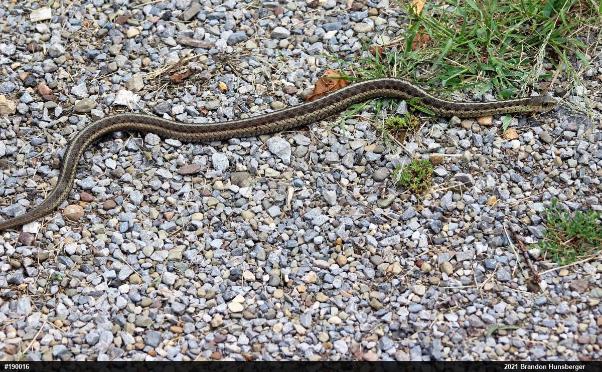 Eastern Gartersnake