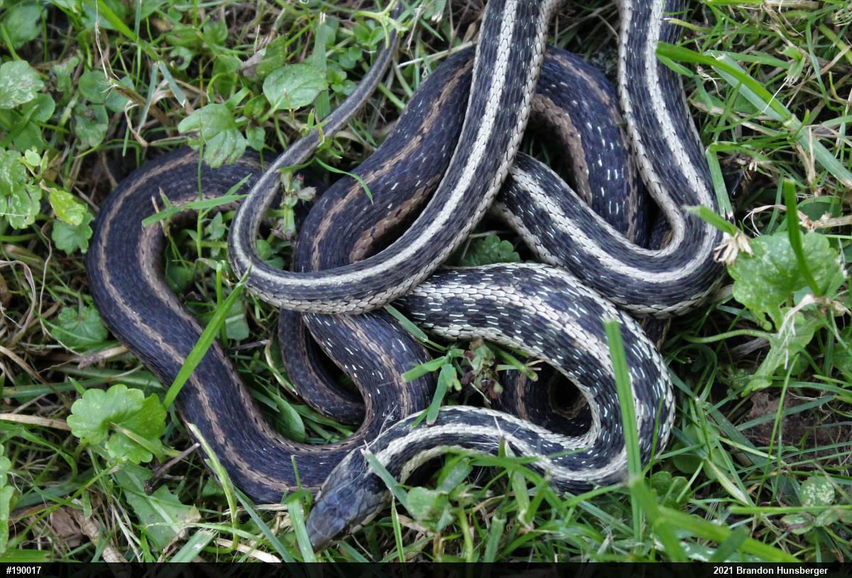 Eastern Gartersnake