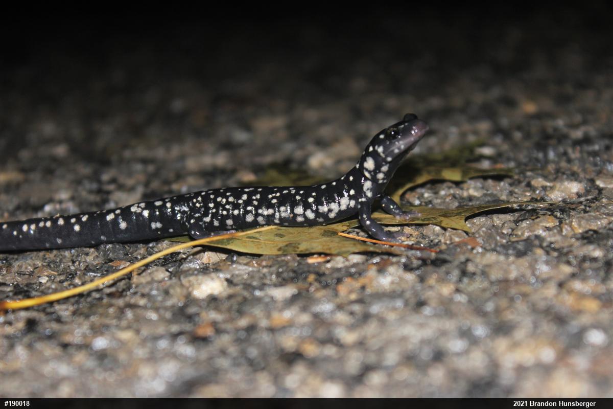 Northern Slimy Salamander