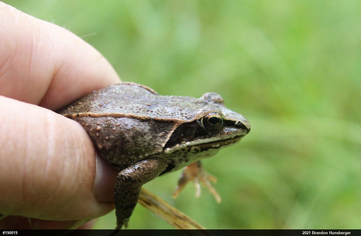 Wood Frog