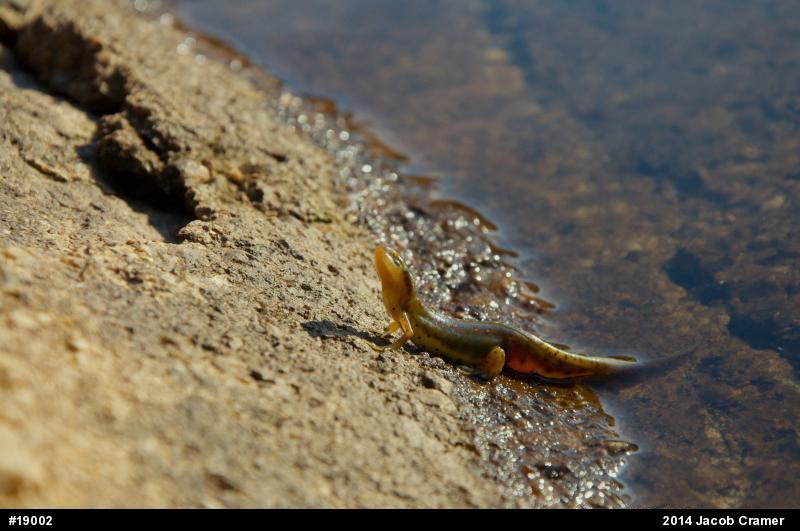 Red-spotted Newt