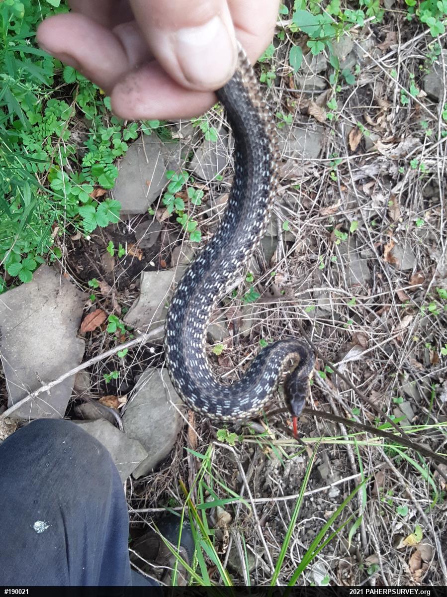Eastern Gartersnake