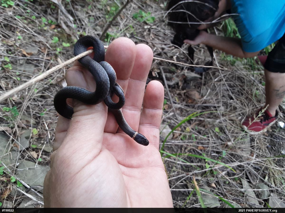 Northern Ring-necked Snake