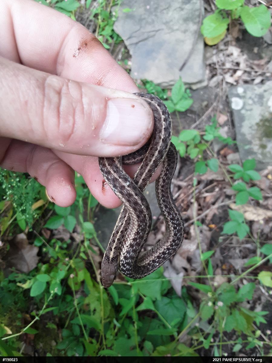Eastern Gartersnake
