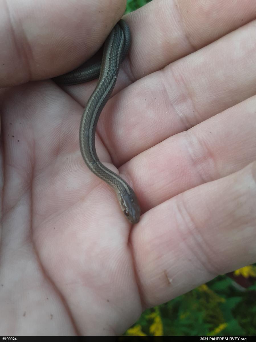Shorthead Gartersnake