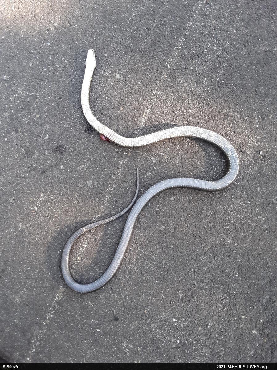 Eastern Ratsnake