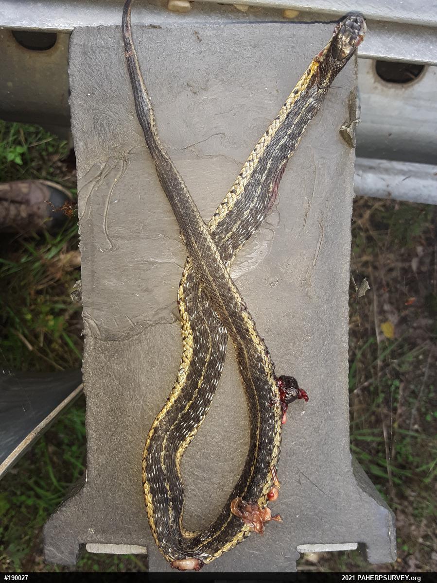 Eastern Gartersnake