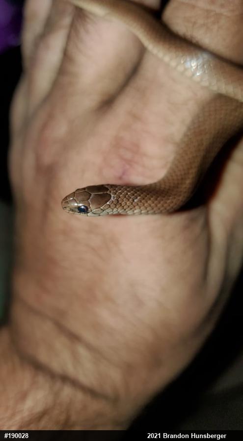 Mountain Earthsnake