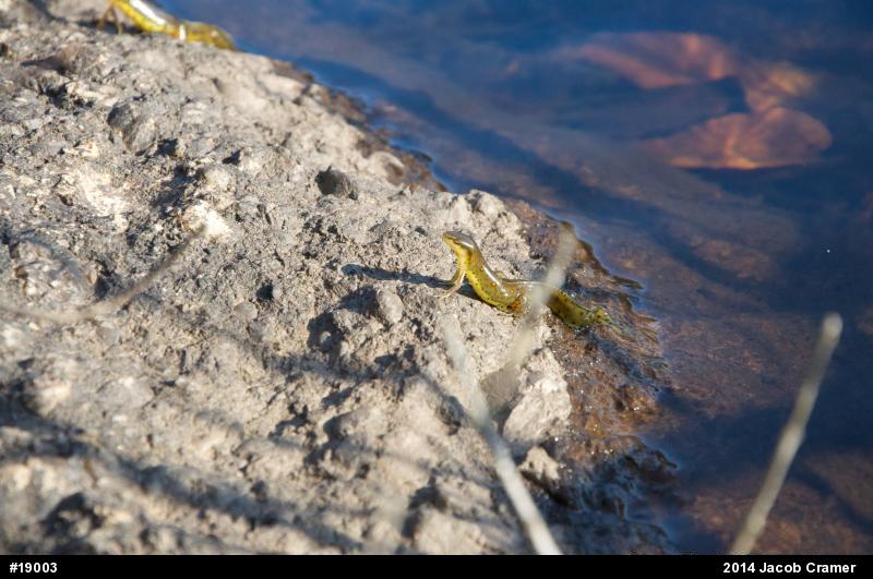 Red-spotted Newt