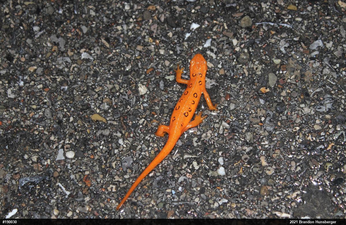 Red-spotted Newt