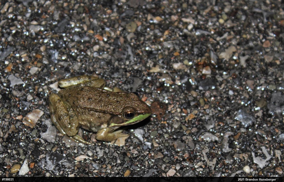 Green Frog