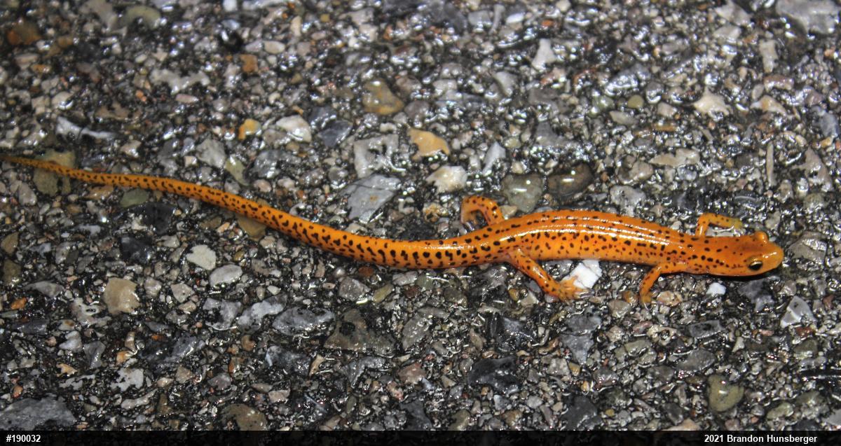 Eastern Long-tailed Salamander