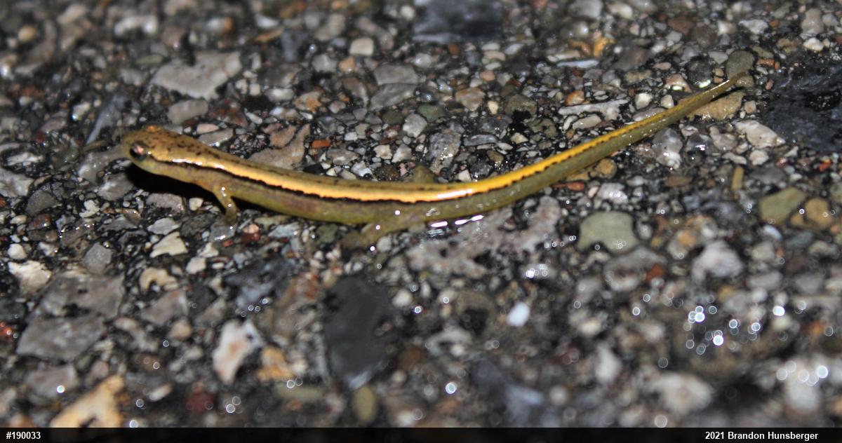 Northern Two-lined Salamander