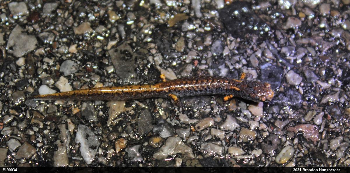 Four-toed Salamander