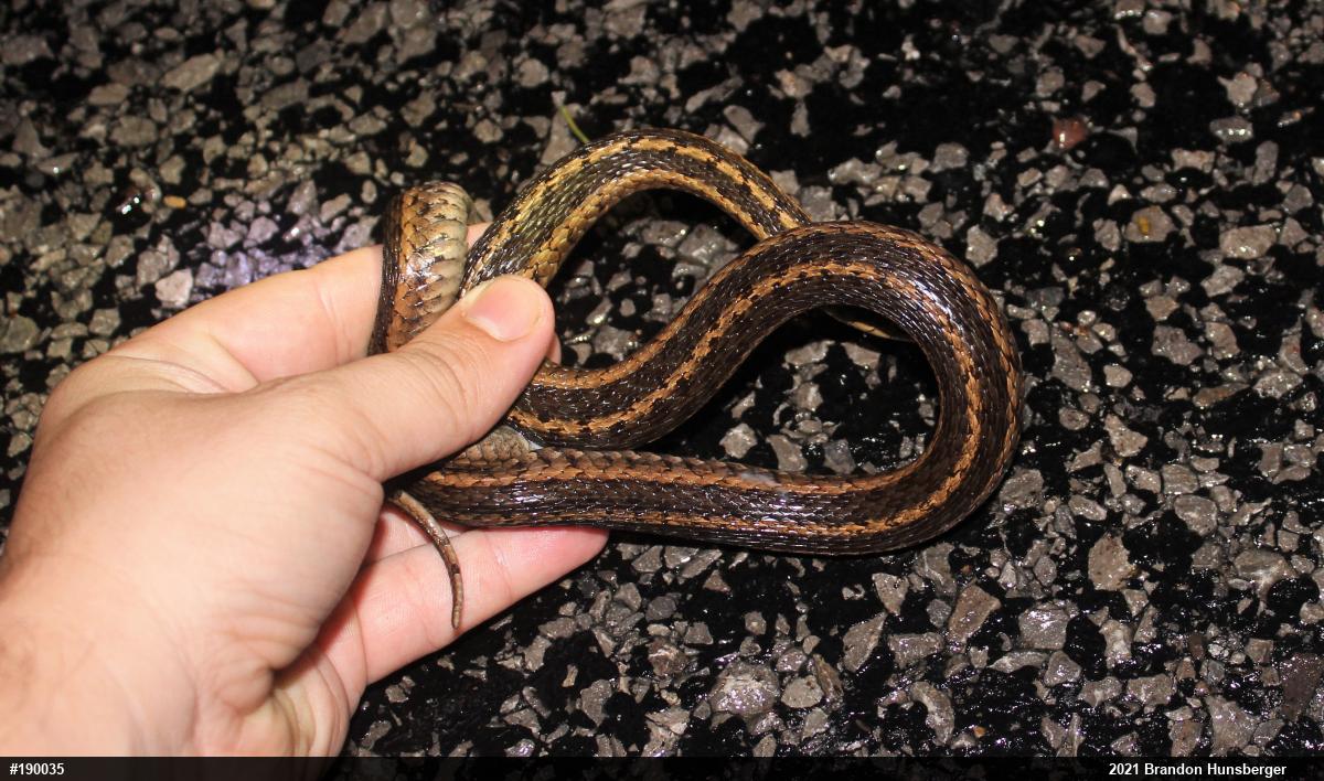 Eastern Gartersnake