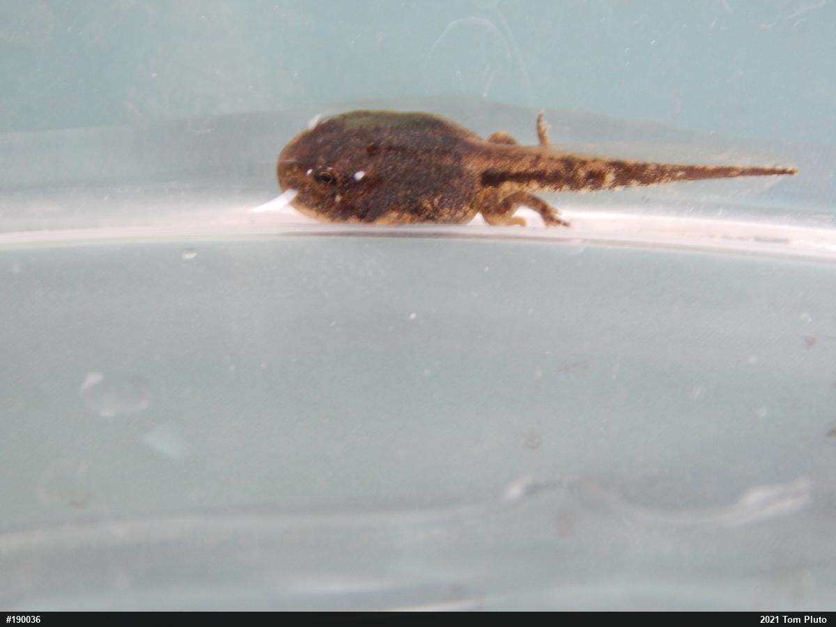 True Toads