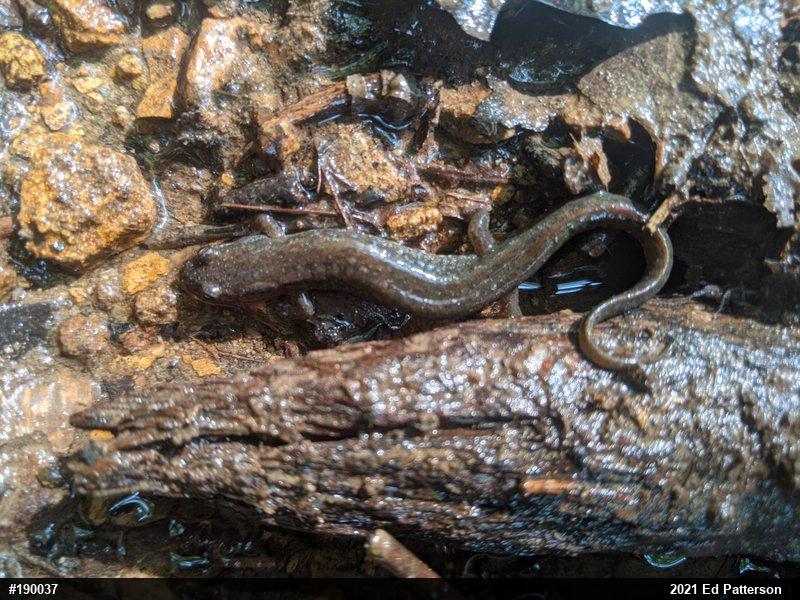 Northern Dusky Salamander