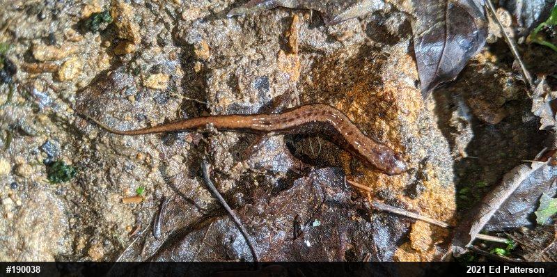 Allegheny Mountain Dusky Salamander