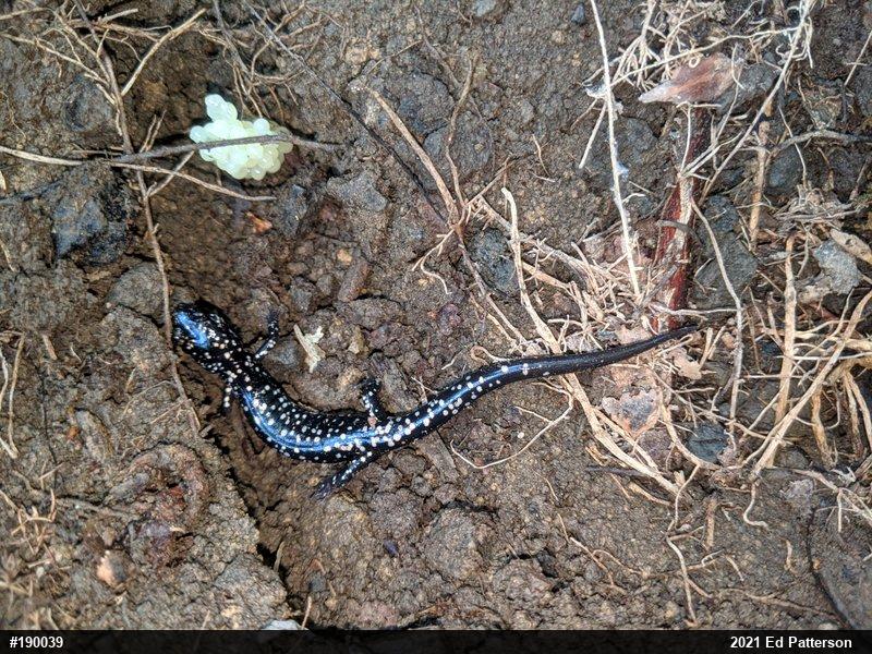 Northern Slimy Salamander