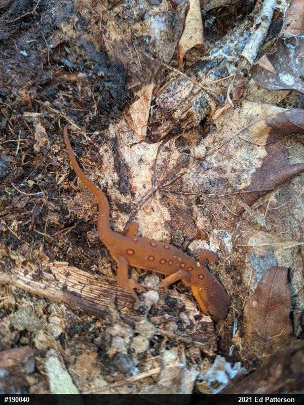 Red-spotted Newt